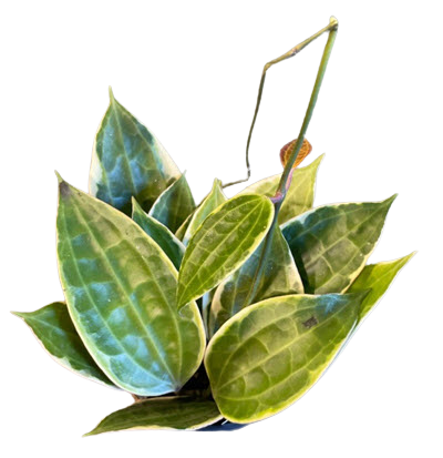 Macrophylla Albomarginata